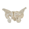 Pelvis masculina adulta